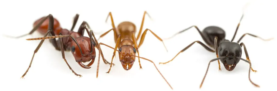 Arizona Ants Control
