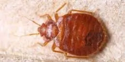 Bed Bugs Arizona