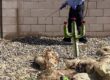Pest Control Experts Phoenix AZ