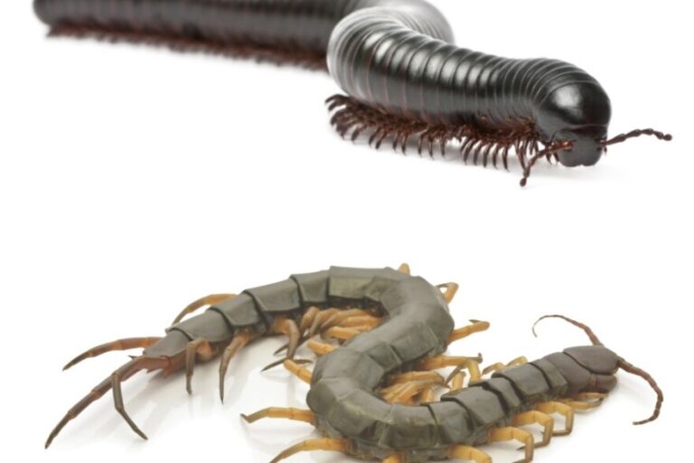 Centipedes Millipedes Pest Control AZ