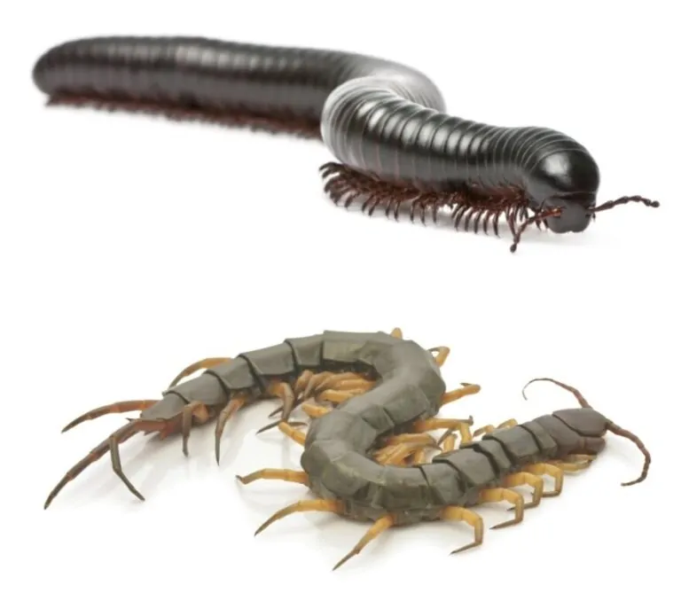 Centipedes Millipedes Pest Control AZ