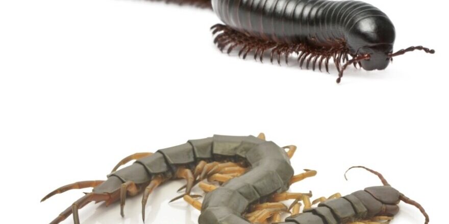 Centipedes Millipedes Pest Control AZ
