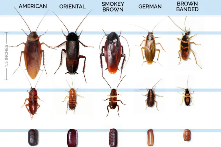 Cockroach Pest Control AZ