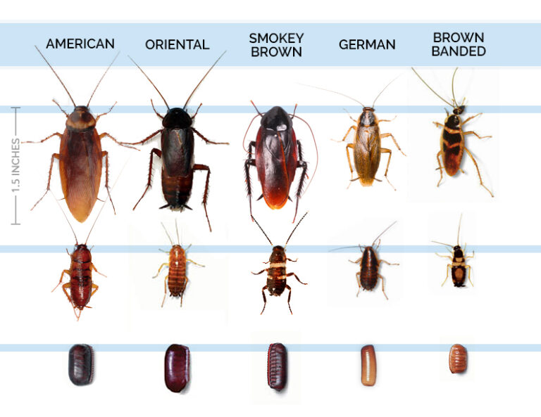 Cockroach Pest Control AZ