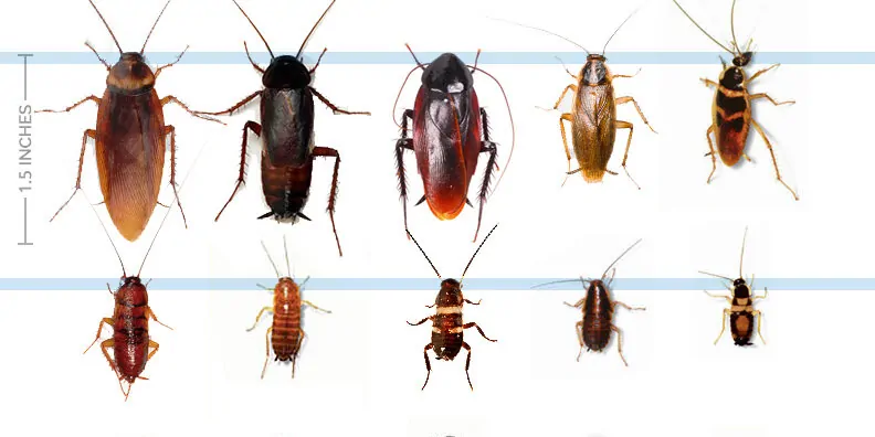 Cockroach Pest Control AZ