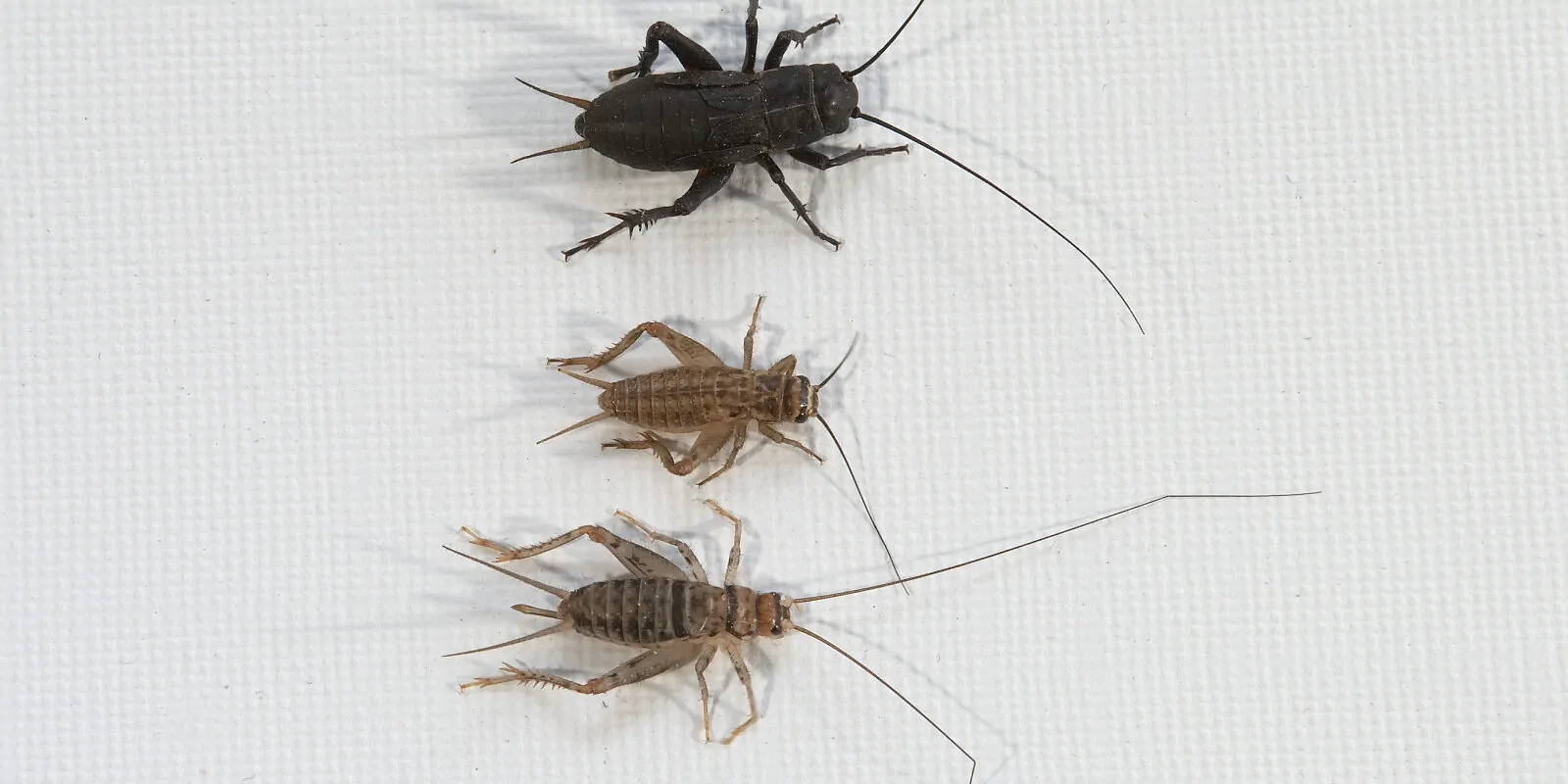 Cricket Extermination Arizona