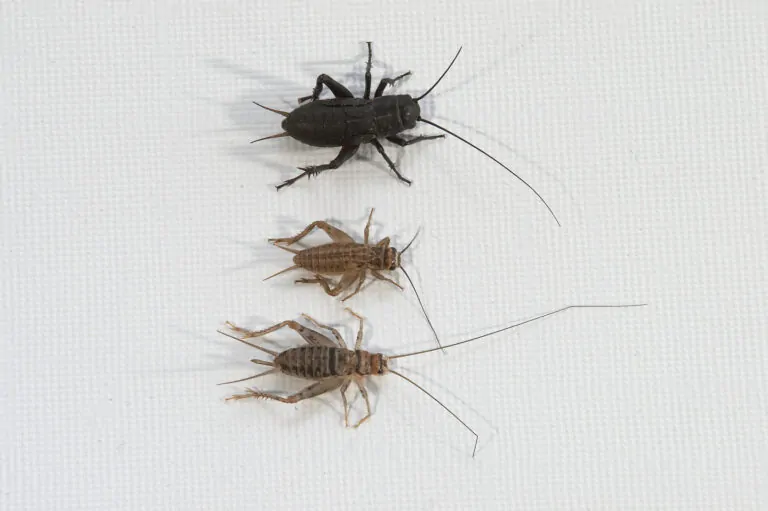 Cricket Extermination Arizona