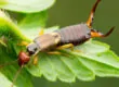 Earwig Extermination Arizona