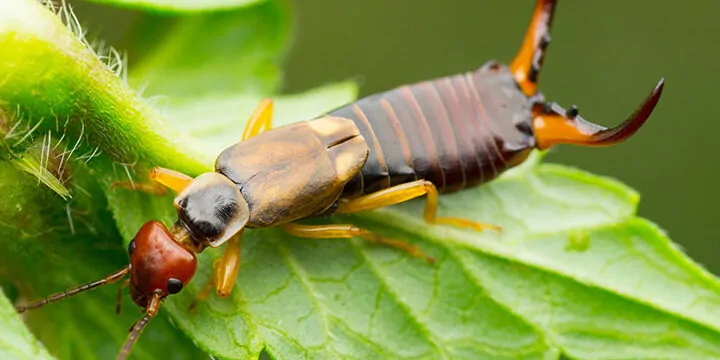 Earwig Extermination Arizona