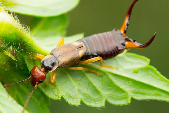 Earwig Extermination Arizona