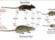 Arizona Rodents Extermination