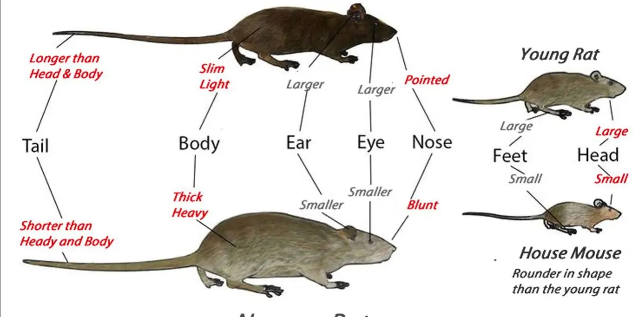 Arizona Rodents Extermination