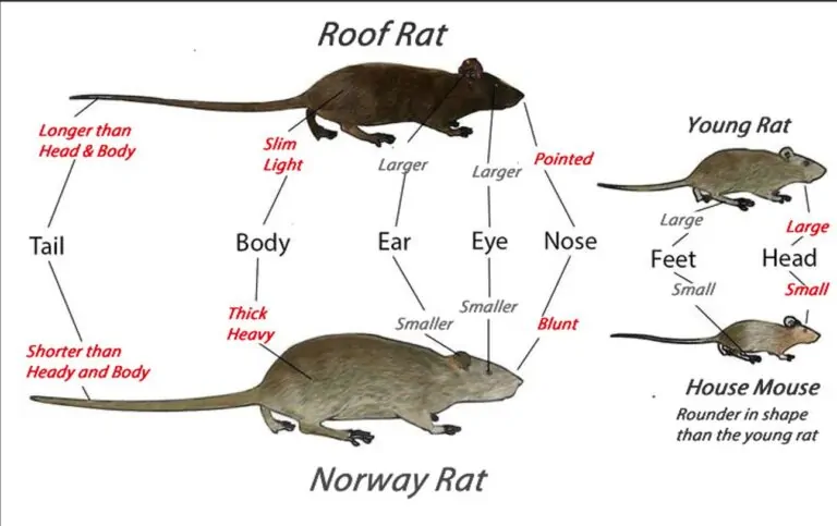 Arizona Rodents Extermination