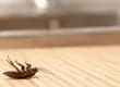German Cockroaches Pest Control AZ