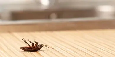 German Cockroaches Pest Control AZ