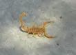 Arizona Scorpions Extermination