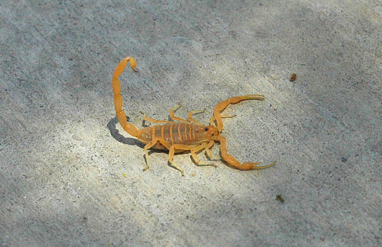Scorpion Extermination Arizona