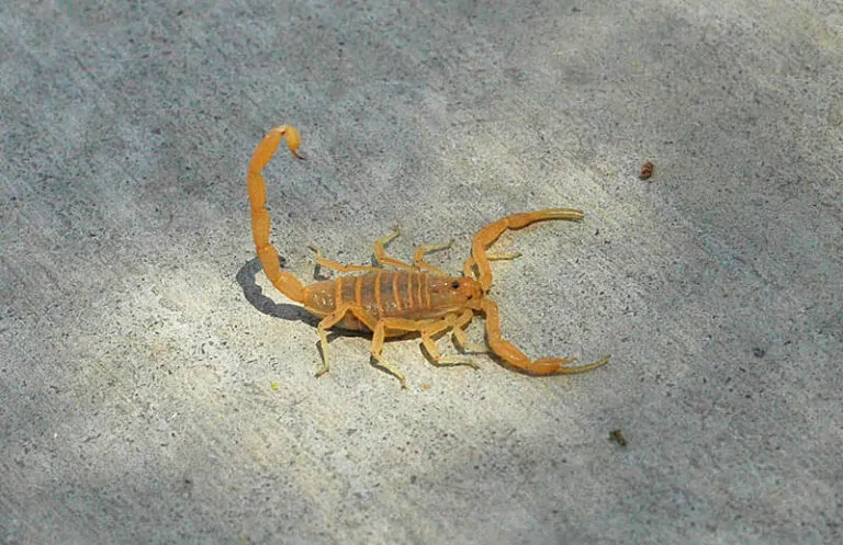 Arizona Scorpions Extermination