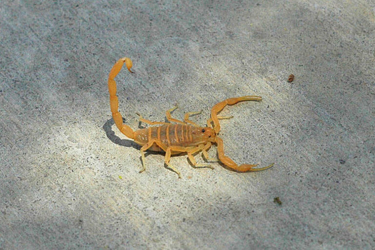 Scorpion Extermination Arizona