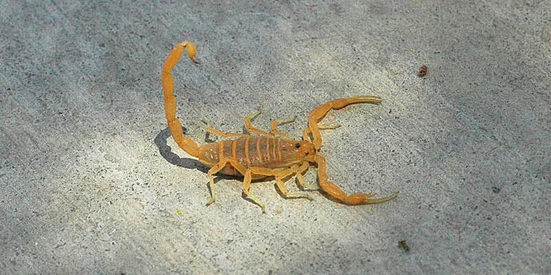 Arizona Scorpions Extermination