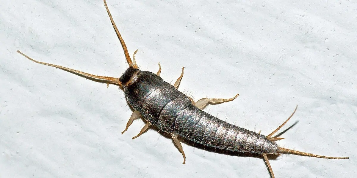 Arizona Silverfish Extermination