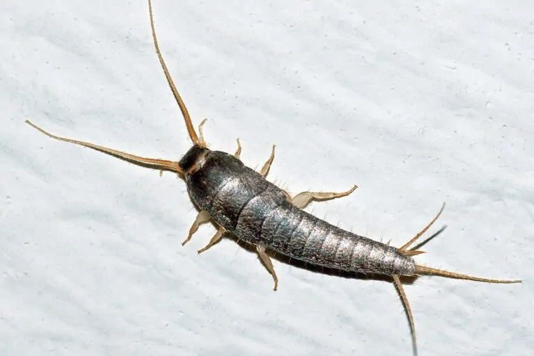 Arizona Silverfish Extermination