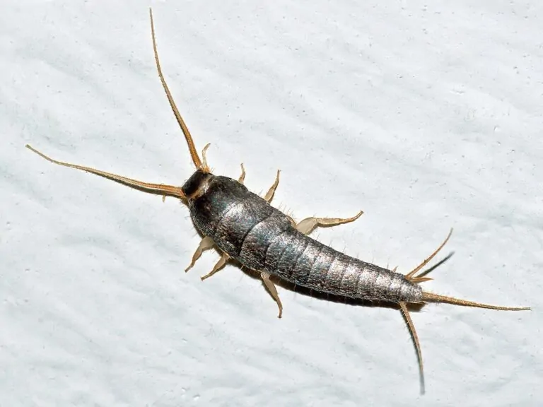 Arizona Silverfish Extermination