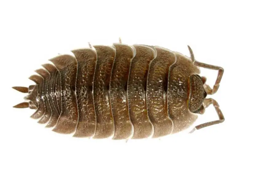 Sowbugs Extermination Arizona