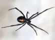 Arizona Spiders Extermination