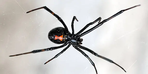 Arizona Spiders Extermination