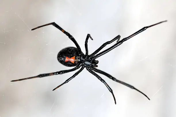 Arizona Spiders Extermination