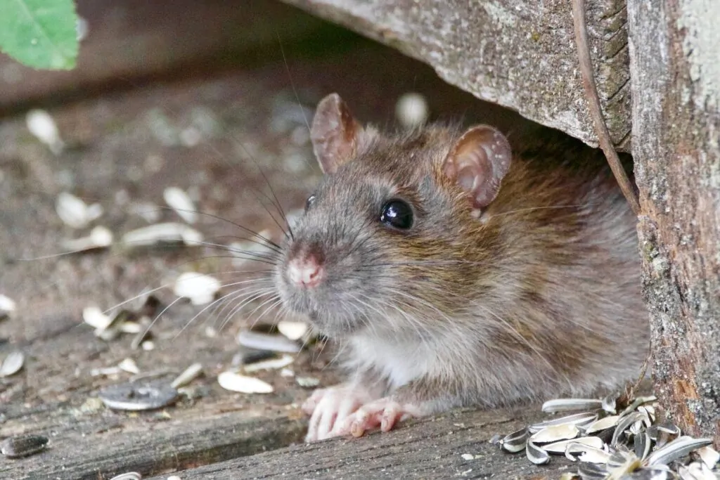 Rodent Extermination AZ