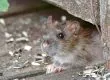 Rodent Extermination AZ