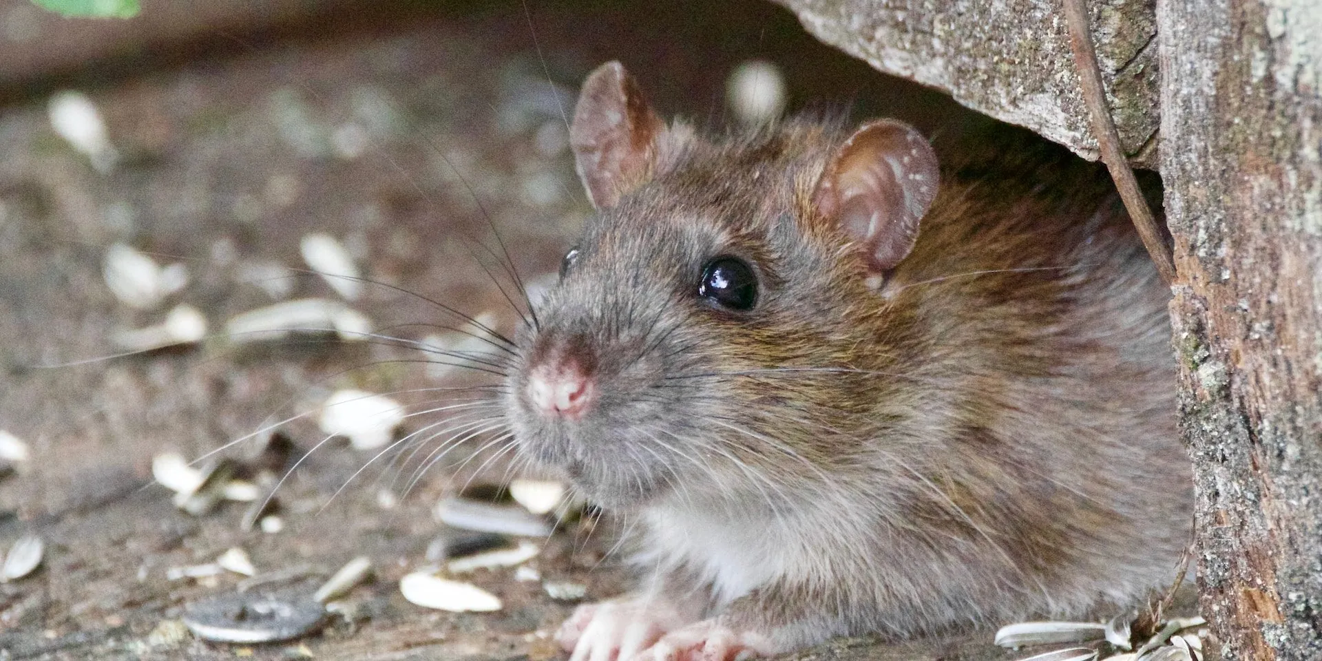 Rodent Extermination AZ Rodent Extermination AZ