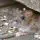 Rodent Extermination AZ