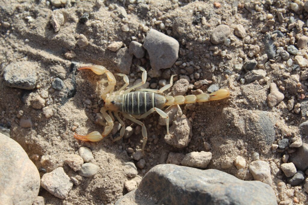 Arizona Scorpion Extermination