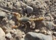 Arizona Scorpion Extermination