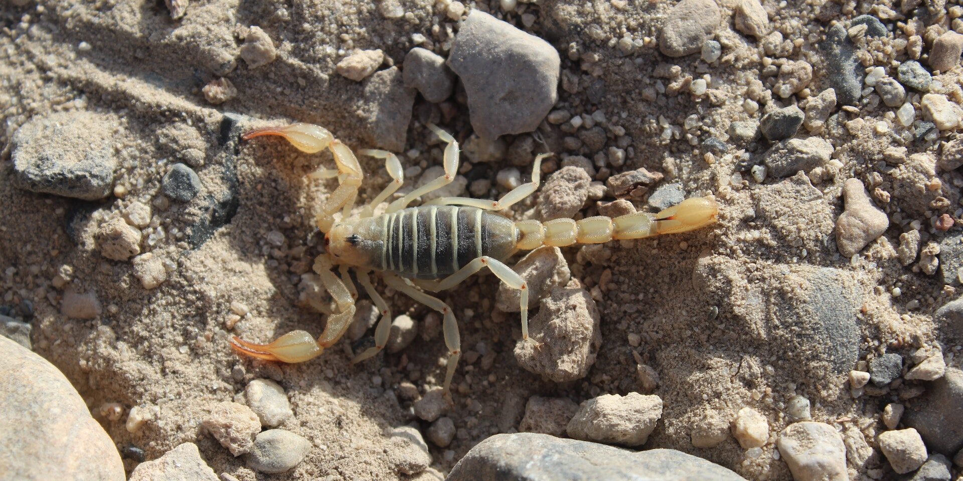 Arizona Scorpion Extermination