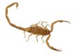 Eliminating Scorpions