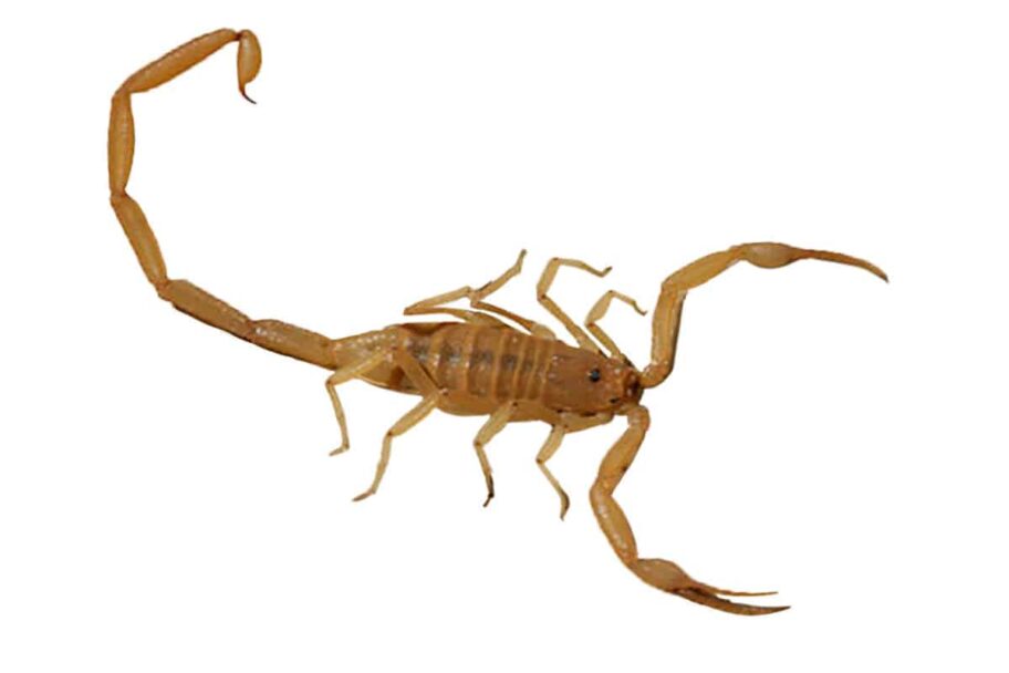 Eliminating Scorpions