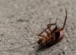 Can Pest Control Get Rid of Roaches