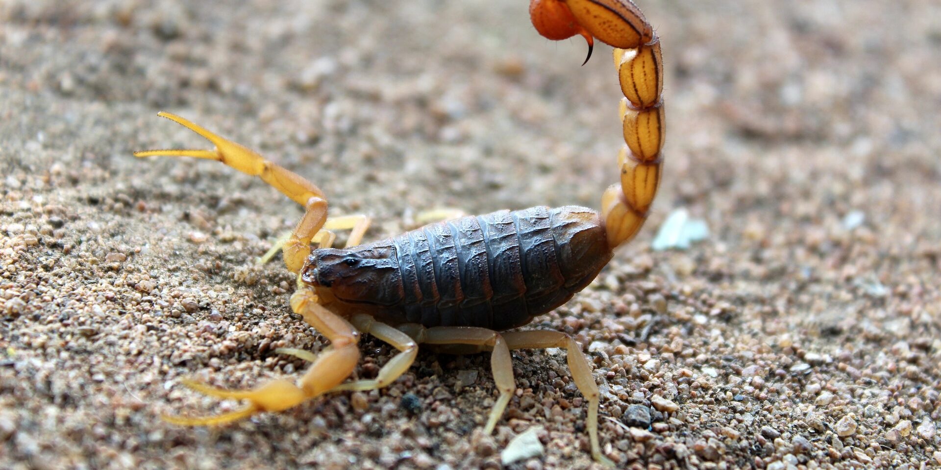 How to Keep Scorpions Out of Your House