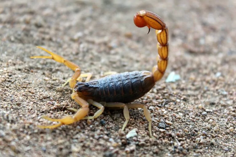 How to Keep Scorpions Out of Your House