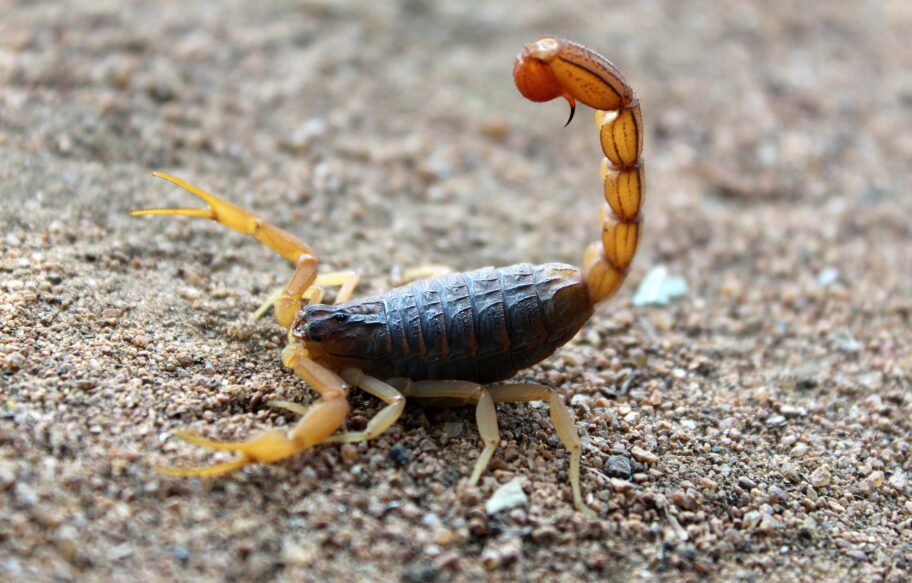 How to Keep Scorpions Out of Your House