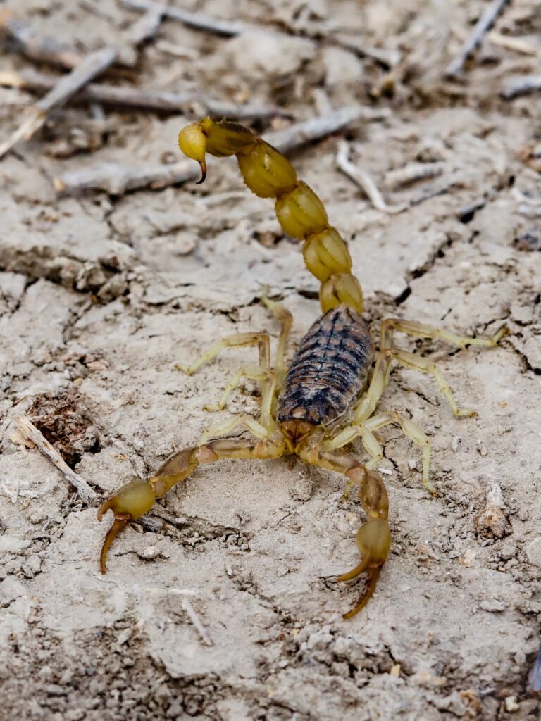 Scorpions in AZ