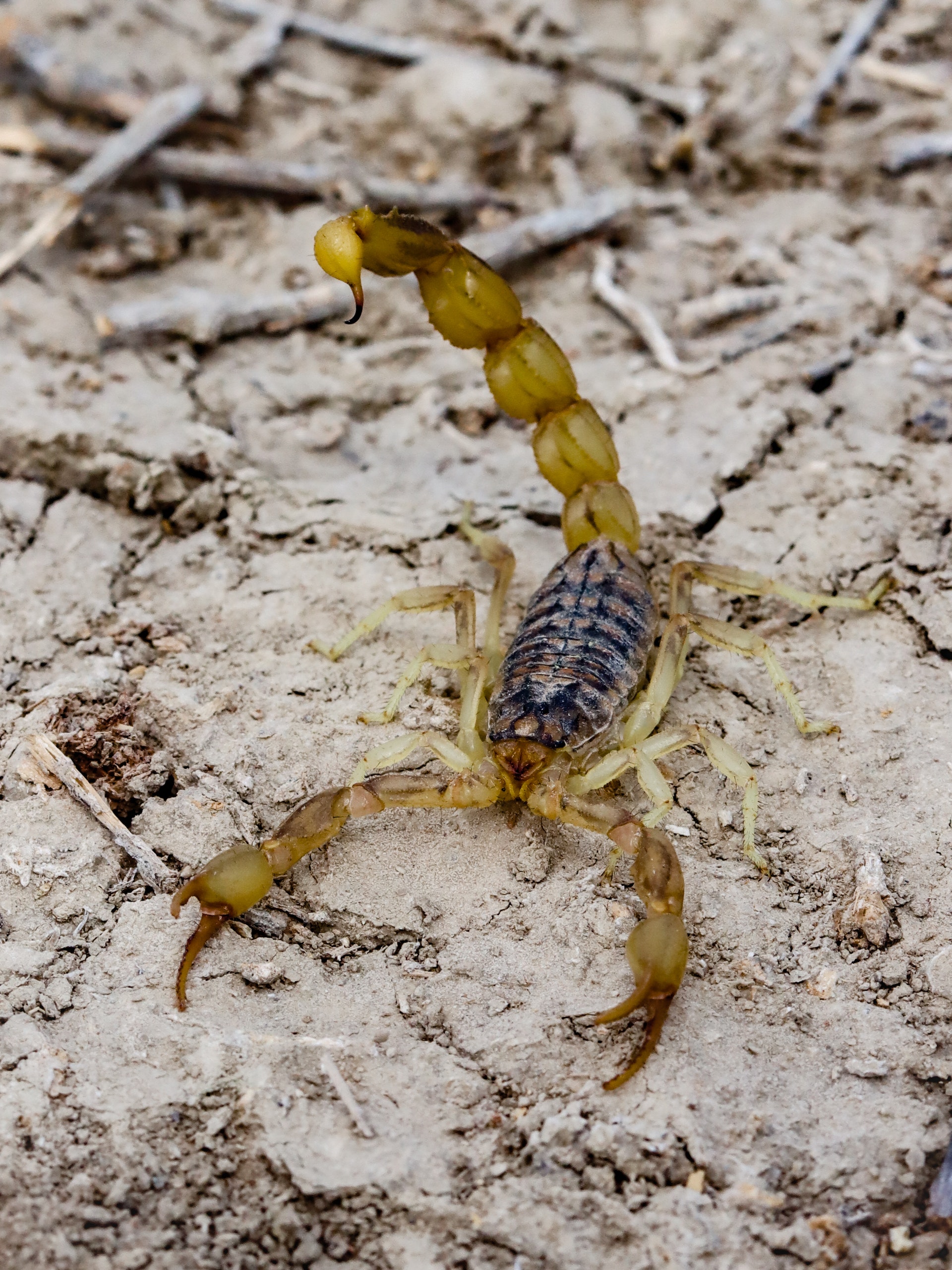 How to Keep Scorpions Out of Your House Family First Pest Control