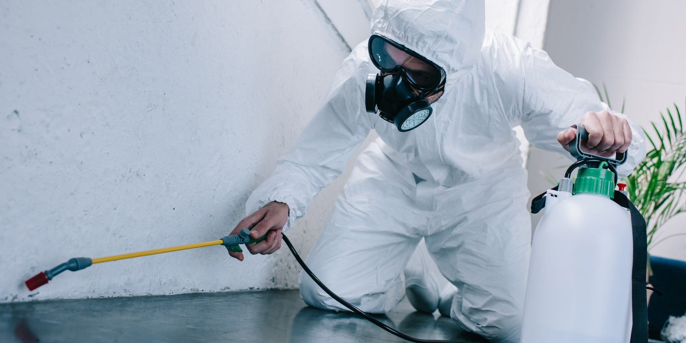 How Often Should Pest Control Be Done in Phoenix