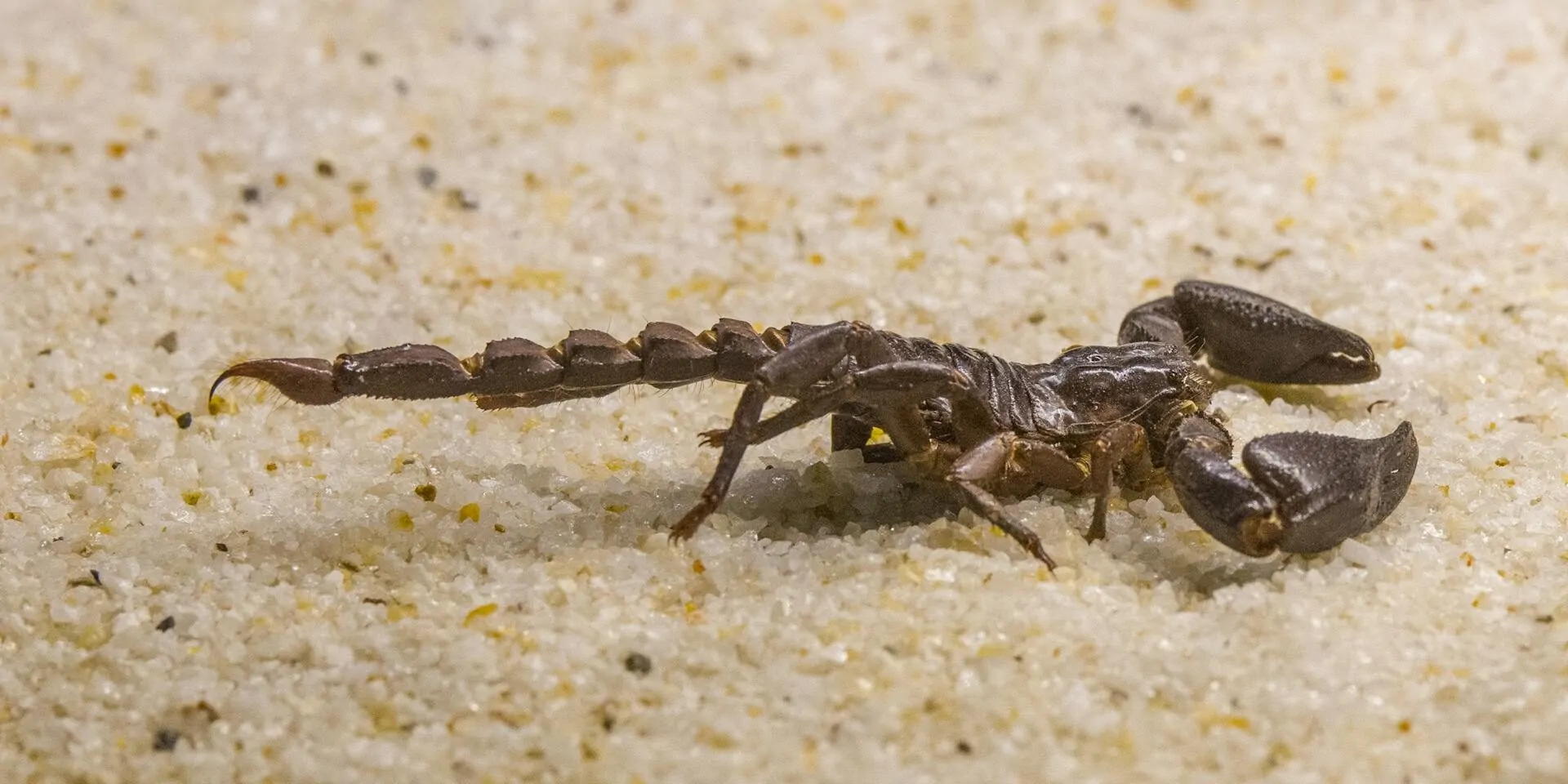 Sealing House From Scorpions