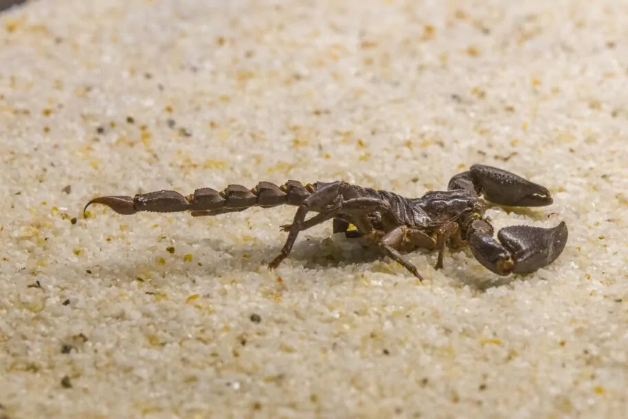 Sealing House From Scorpions