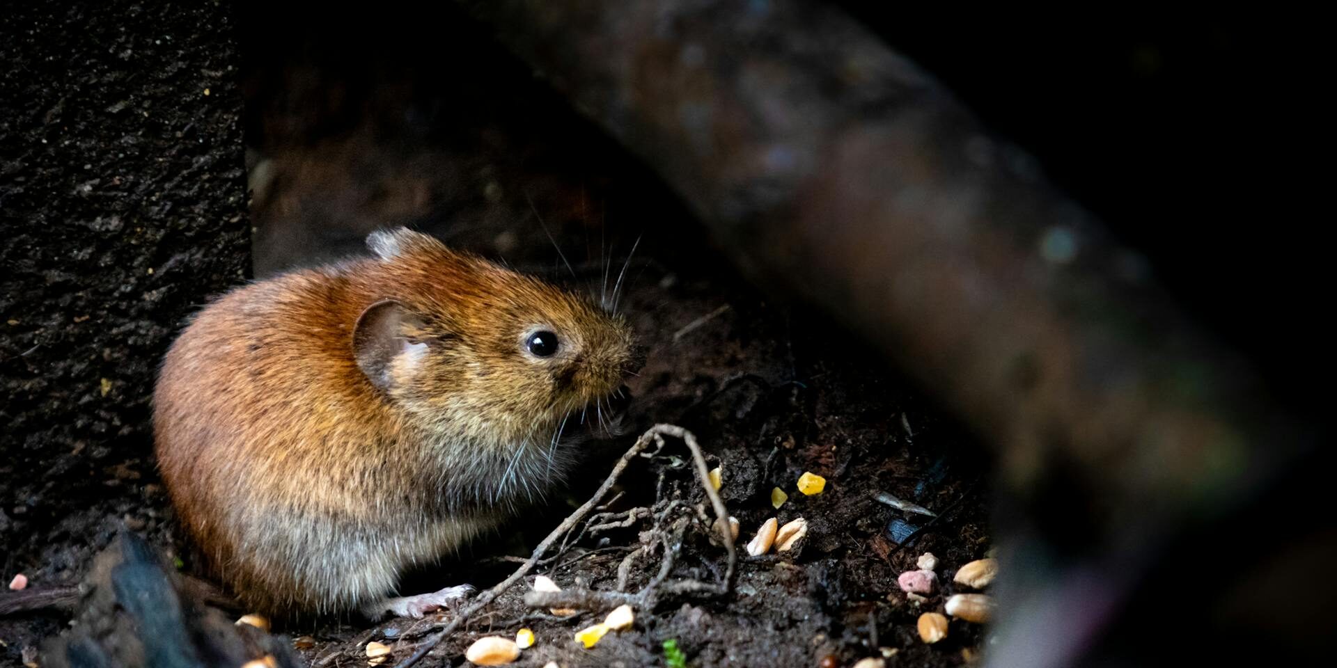 When to Call an Exterminator for Mice